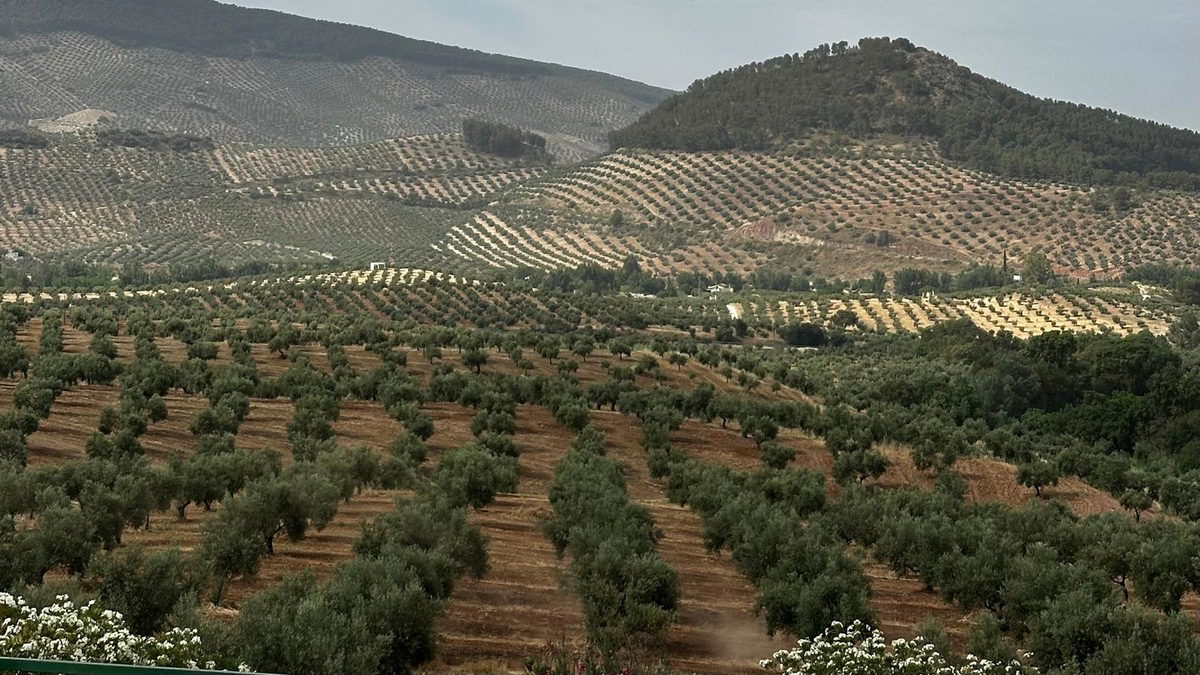 Nein, 75 % der Olivenhaine in Spanien produzieren nicht mit Verlust