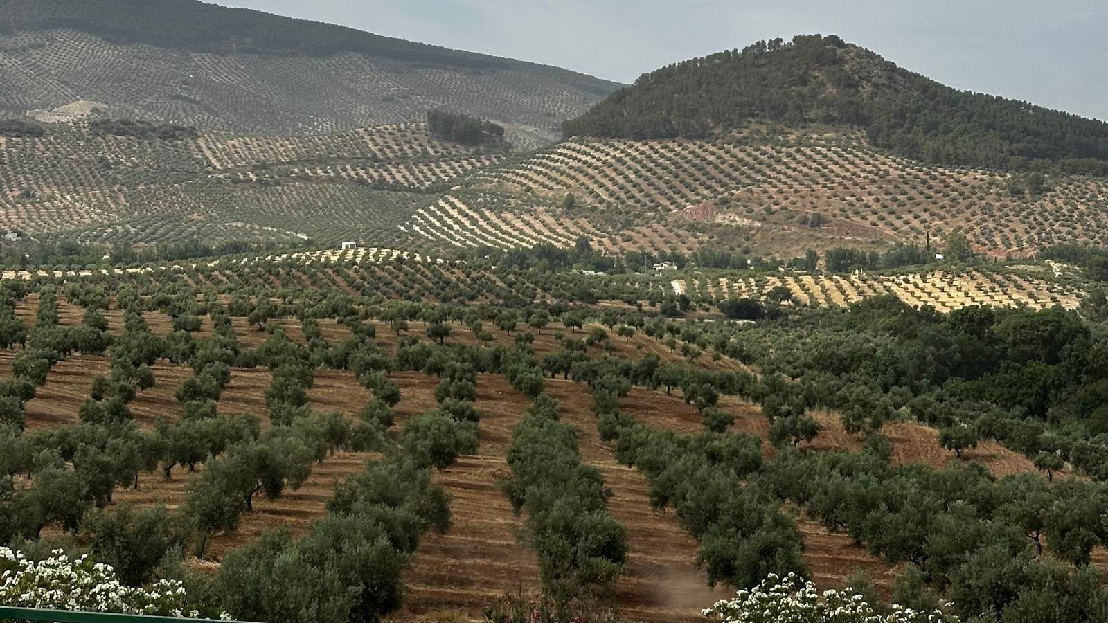 No, 75% of Spain's olive groves are not running at a loss