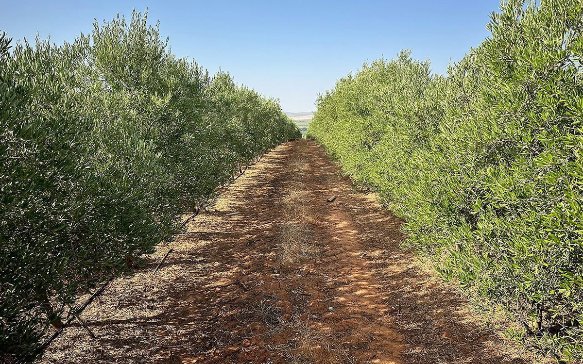 La clasificación de los Aceites de Oliva: Lo que no te han contado y debes saber