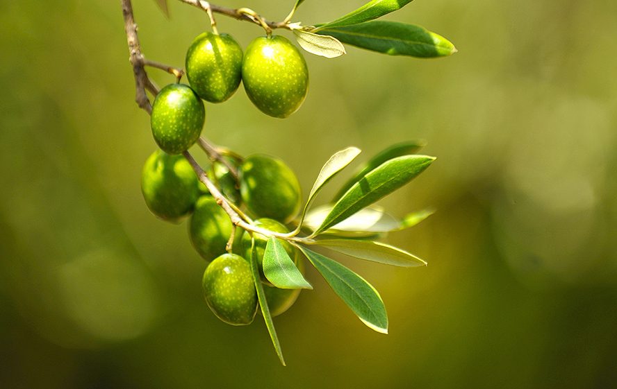 Aceitunas verdes en el árbol, recolección temprana
