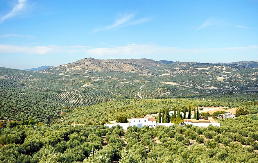 Mar de olivos y cortijo en la campiña de Jaén