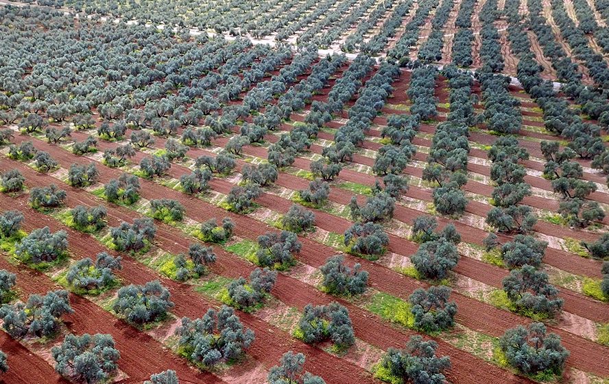 Olivar de campiña en marcos regulares sobre suelo rojizo calizo