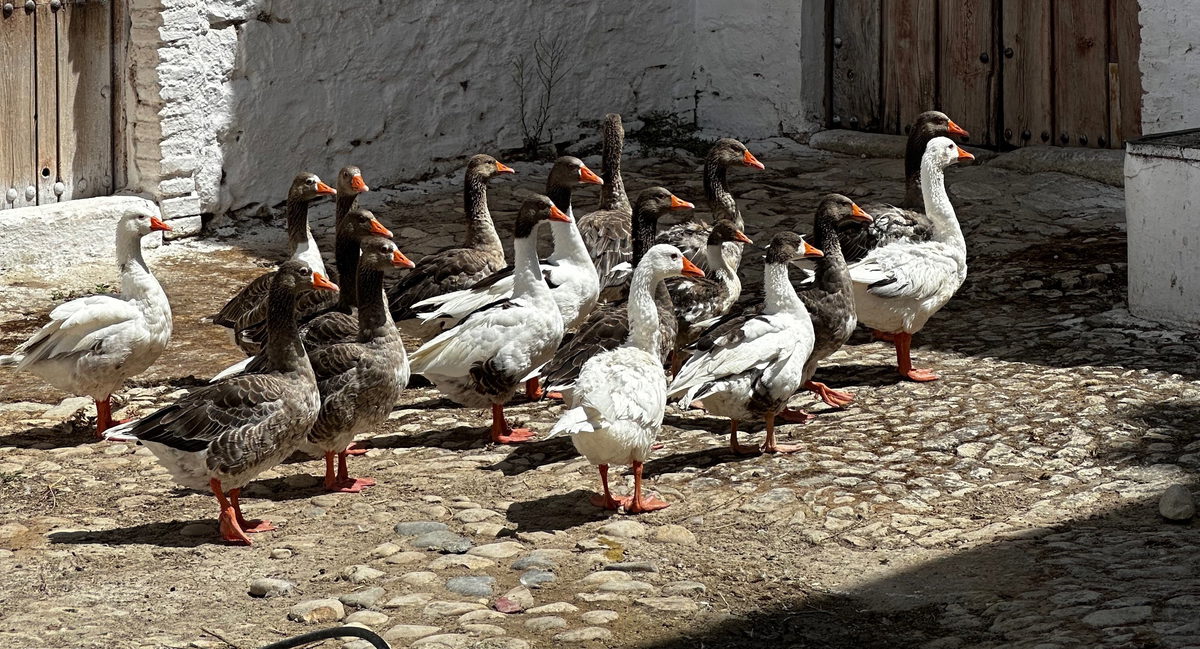 De las Ocas a los Caballos. El manejo animal en el AOVE Ecológico