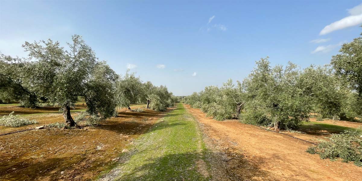 Características del Aceite de Oliva Virgen Extra Ecológico